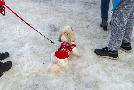 Świąteczny Jarmark z Tradycją w Wiśle